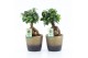 Ficus microcarpa ginseng Ficus micr. Ginseng in Lunar Keramiek 1 pp 