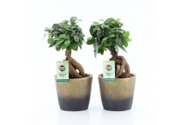 Ficus microcarpa ginseng Ficus micr. Ginseng in Lunar Keramiek 1 pp