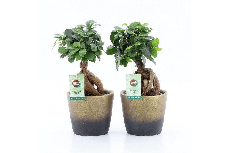 Ficus microcarpa ginseng Ficus micr. Ginseng in Lunar Keramiek 1 pp Ficus microcarpa ginseng Ficus micr. Ginseng in Lunar Keramiek 1 pp