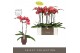 Phalaenopsis oranje Optistar Asian Coral 2 spike in Emilia Brown Aquo  