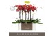 Phalaenopsis oranje Optistar Asian Coral 2 spike in Emilia Brown Aquo  