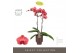 Phalaenopsis oranje Optistar Asian Coral 2 spike in Emilia Brown Aquo  