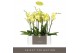 Phalaenopsis anthura ferrara 2 tak optistar 