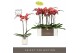 Phalaenopsis oranje Optistar Asian Coral 2spike in White Molise Aquo 