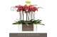 Phalaenopsis oranje Optistar Asian Coral 2spike in White Molise Aquo 