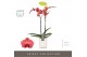 Phalaenopsis oranje Optistar Asian Coral 2spike in White Molise Aquo 