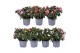 Rhododendron simsii hellmut vogel mix Azalea 