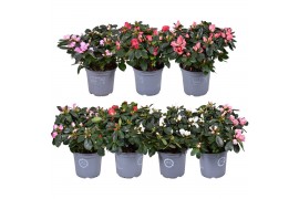 Rhododendron simsii hellmut vogel mix Azalea