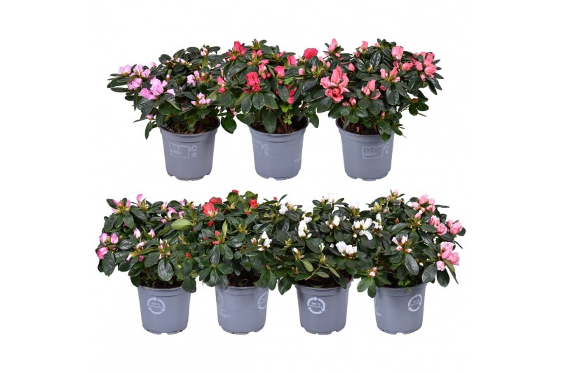 Rhododendron simsii hellmut vogel mix Azalea 