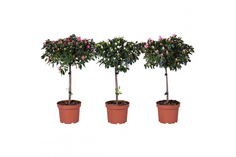 Rhododendron Azalea Vogel op stam mix 
