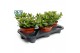 Crassula ovata 