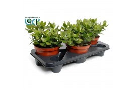 Crassula ovata