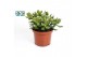 Crassula ovata 