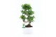 Ficus microcarpa ginseng Ficus Ginseng S type in Shengzi schalen 1 pp 