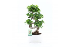 Ficus microcarpa ginseng Ficus Ginseng S type in Shengzi schalen 1 pp