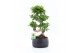 Ficus microcarpa ginseng Ficus Ginseng S type in Shengzi schalen 1 pp 