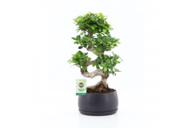 Ficus microcarpa ginseng Ficus Ginseng S type in Shengzi schalen 1 pp