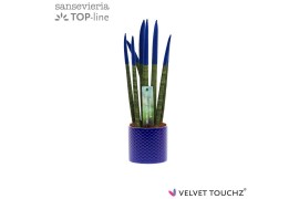 Sansevieria velvet touchz blauw keramiek