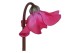 Cyclamen pers. super serie petticoat Exclusive® pink 