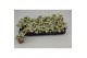 Fittonia mosaic purple snow anne 