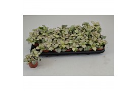 Fittonia mosaic purple snow anne
