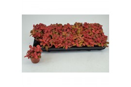 Fittonia FITTONIA RUBY RED 8,5 CM