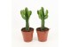 Euphorbia triangularis 