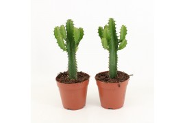 Euphorbia triangularis