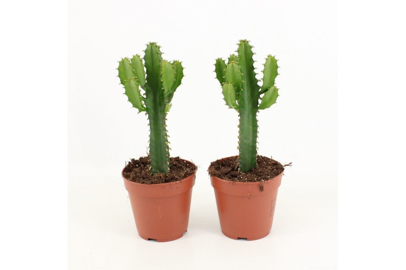 Euphorbia triangularis 