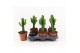 Euphorbia triangularis 