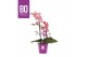 Phalaenopsis multiflora oranje BO - Fragrance Middenrose - 2 tak, 19+  