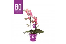 Phalaenopsis multiflora oranje BO - Fragrance Middenrose - 2 tak, 19+ 