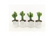 Euphorbia Triangularis in Star Pot 