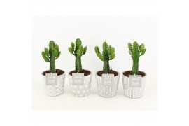 Euphorbia Triangularis in Star Pot