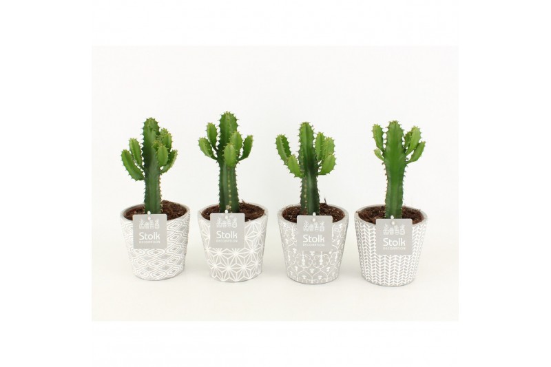 Euphorbia Triangularis in Star Pot 