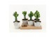 Euphorbia Triangularis in Star Pot 
