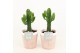 Euphorbia Triangularis in Terracotta 