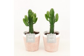 Euphorbia Triangularis in Terracotta