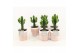 Euphorbia Triangularis in Terracotta 