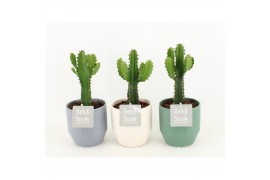 Euphorbia in expression keramiek