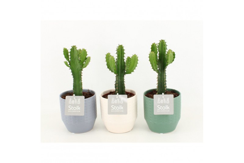 Euphorbia in expression keramiek 