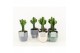 Euphorbia in expression keramiek 