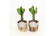 Euphorbia in wood bruin 