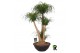 Beaucarnea recurvata vertakt 