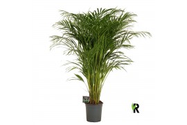 Dypsis lutescens