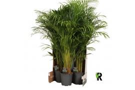 Dypsis lutescens