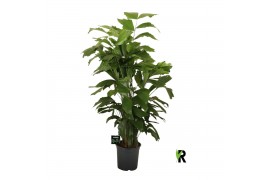 Caryota mitis