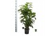 Caryota mitis 