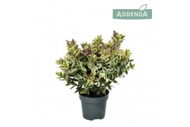 Hebe katrina Hebe Addenda® Classica® Katrina P12