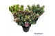 Hebe addenda mix Hebe Addenda Classica® - Mixtray - Bont 